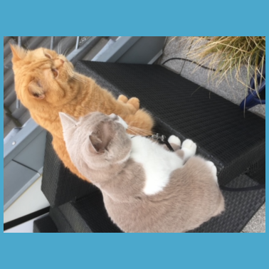 Motiv Beste Freunde
