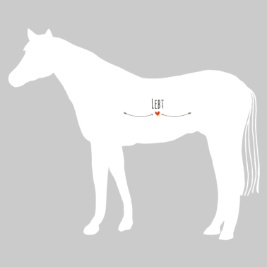 Motiv Partnerlook Pferd