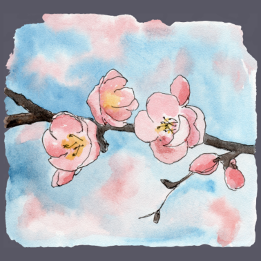 Motiv Kirschblüte Sakura