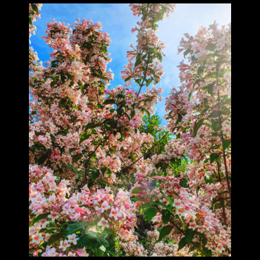 Motiv ZwoOnTour Kirschblüten Print