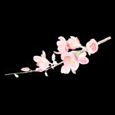 Motiv Kirschblüte - Sakura