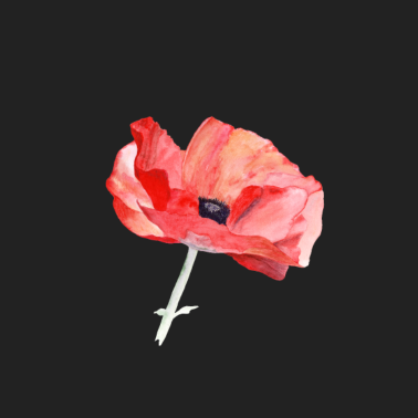 Motiv Mohn – ein Bote des Sommers