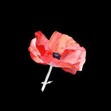 Motiv Mohn – ein Bote des Sommers