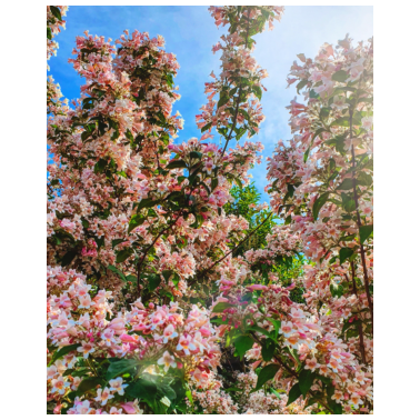 Motiv ZwoOnTour Kirschblüten Print