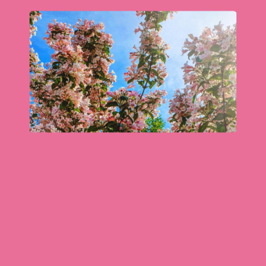 Motiv ZwoOnTour Kirschblüten Print