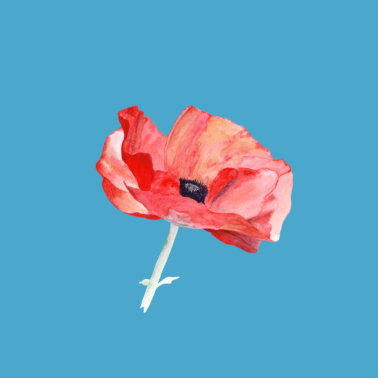 Motiv Mohn – ein Bote des Sommers