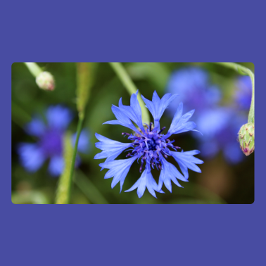 Motiv Eine blaue Kornblume auf einer grünen Wiese.