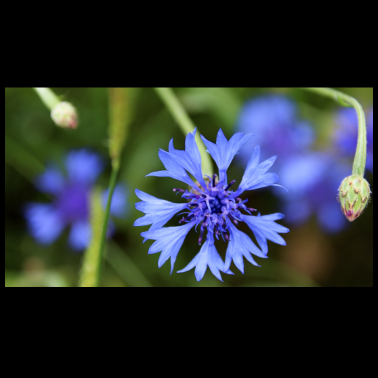 Motiv Eine blaue Kornblume auf einer grünen Wiese.