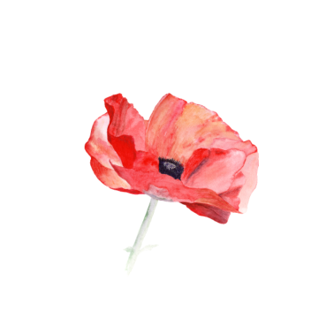 Motiv Mohn – ein Bote des Sommers