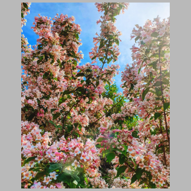 Motiv ZwoOnTour Kirschblüten Print