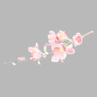 Motiv Kirschblüte - Sakura