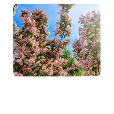 Motiv ZwoOnTour Kirschblüten Print