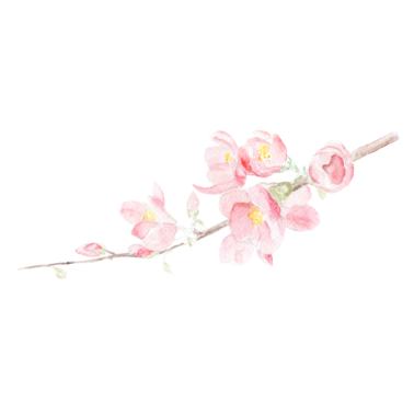 Motiv Kirschblüte - Sakura