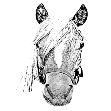 Motiv Tier,Tiere,Pferd,Pferde,Haustier,Haustiere,Kopf