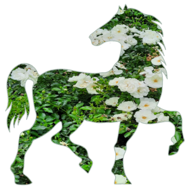 Motiv Weißes Blumenfeld Pferde Design