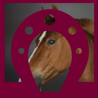 Motiv PFERD Pferde Hufeisen