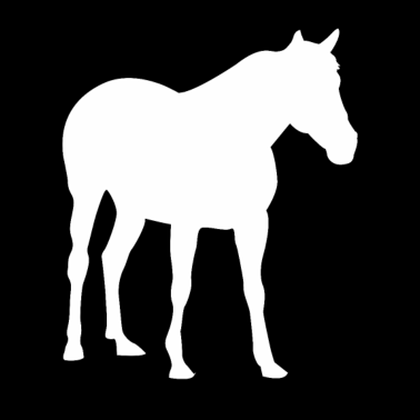 Motiv Pferd Reiten Pferde