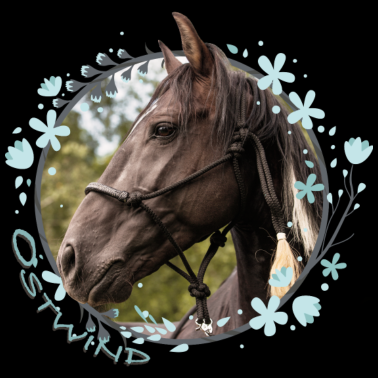 Motiv Ostwind Aufbruch nach Ora Porträt