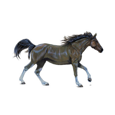 Motiv Pferd - Horse - Kinder