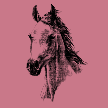 Motiv Portrait Arabisches Pferd schwarz-weiß, helle Prd.