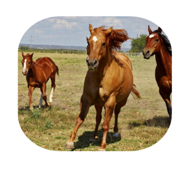 Motiv Pferde Pferd Pferdekopf Pferderennen Wildpferde