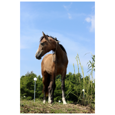 Motiv Pferd Pferde Pferdeposter Reiten Geschenk