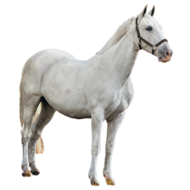 Motiv Pferd - Schimmel