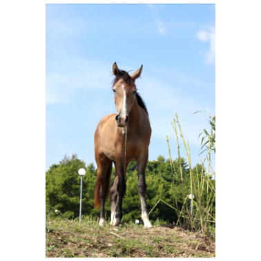 Motiv Pferd Pferde reiten Pferdeposter Geschenk