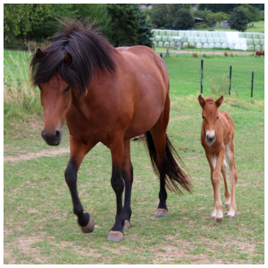 Motiv Pferd Pferde reiten Stute Fohlen Pferdeposter Tier