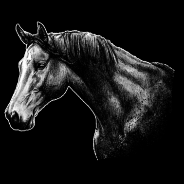 Motiv Foto Pferd Pferdenarr Reitsport Geschenk Zeichnung