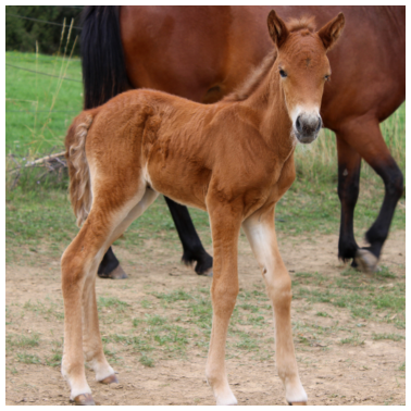 Motiv Pferd Fohlen reiten Reitsport Pferdeposter Geschen