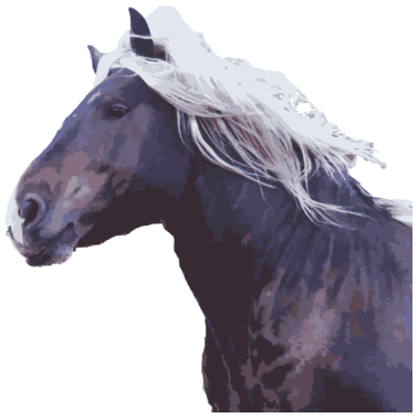 Motiv Pferd Kaltblut Mähne Pferdekopf Foto Geschenk Real