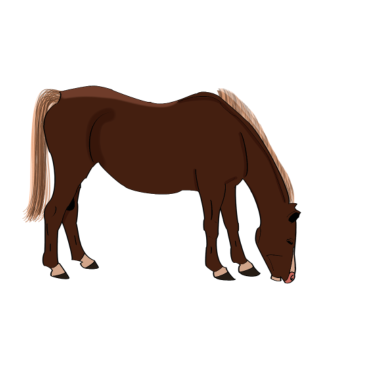 Motiv Pferd Gaul braun Brauner Pferdeliebhaber Motiv