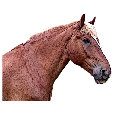 Motiv Pferdekopf Pferde Spruch Dressurpferd Pferderasse