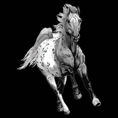 Motiv appaloosa horse Pferd Pferde fohlen reiten