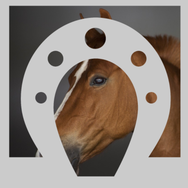 Motiv PFERD Pferde Hufeisen