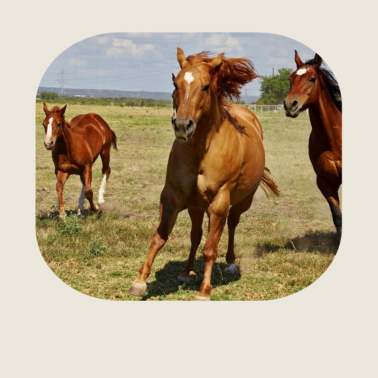 Motiv Pferde Pferd Pferdekopf Pferderennen Wildpferde