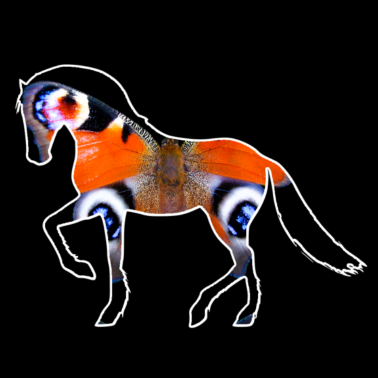 Motiv Schmetterling Pferd Reiten Reiter Schönheit