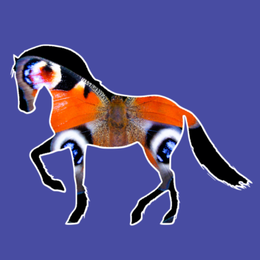 Motiv Schmetterling Pferd Reiten Reiter Schönheit