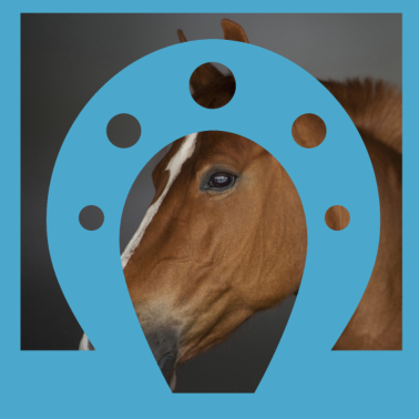 Motiv PFERD Pferde Hufeisen