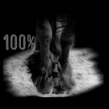 Motiv Friese / Friesian / 100% Friese