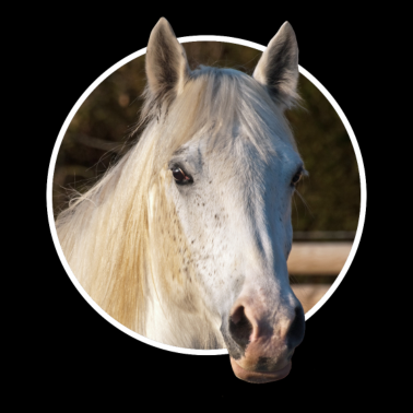 Motiv Pferd Pferde Pony Reiten Reiterin