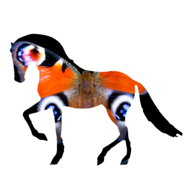 Motiv Schmetterling Pferd Reiten Reiter Schönheit