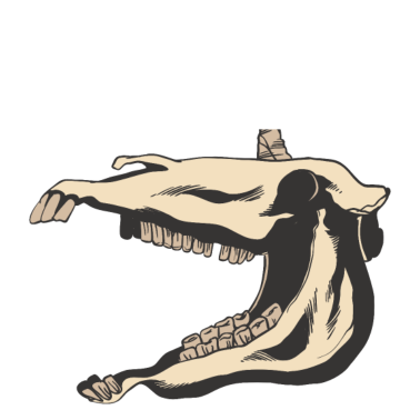 Motiv Einhorn Skelett Schädel Totenkopf