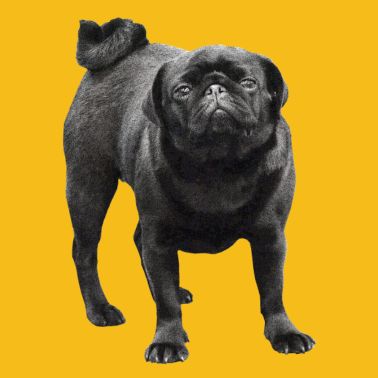 Motiv schwarzer Mops