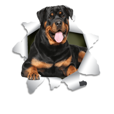 Motiv Rottweiler