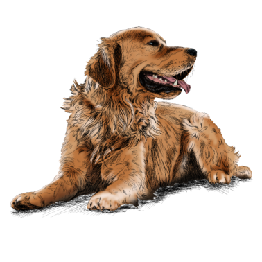 Motiv Golden Retriever