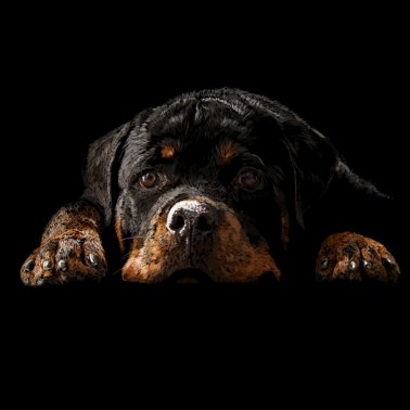 Motiv Rottweiler