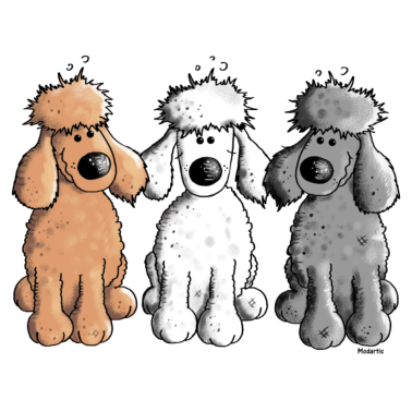 Motiv Pudel Trio - Hund - Hunde