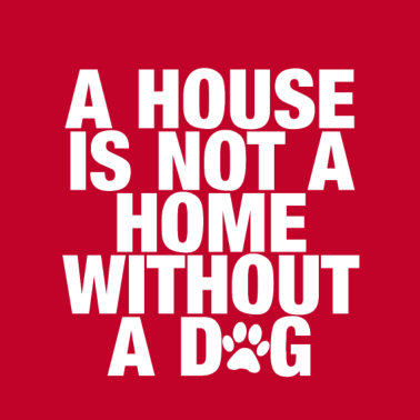 Motiv Hunde Hunde und nochmals Hunde